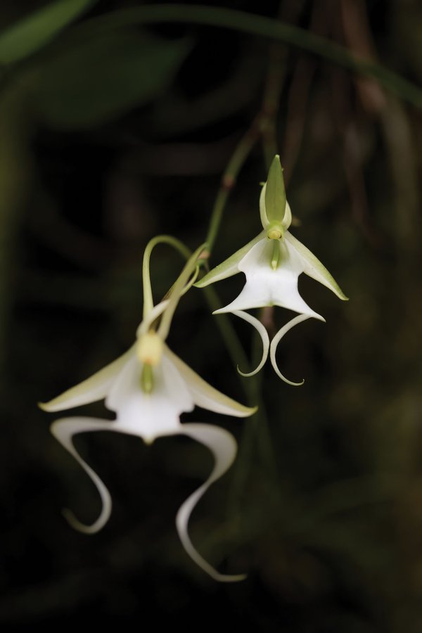 florida ghost orchid.jpg