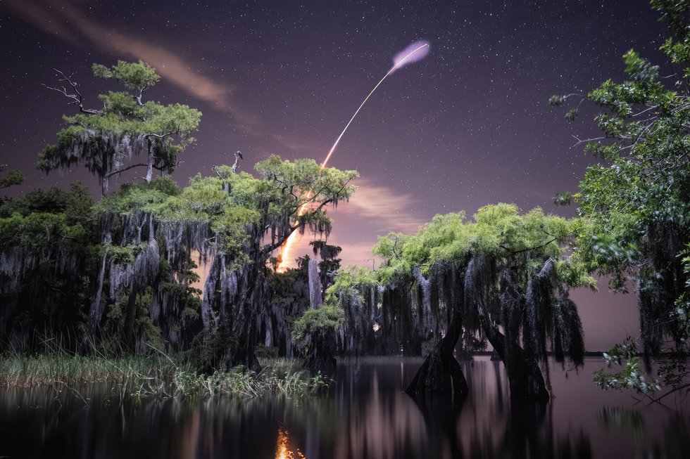 everglades treeline at night