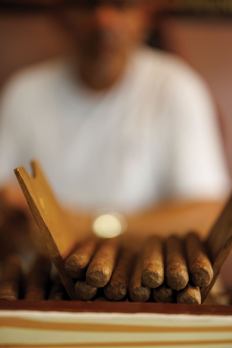 Freshly rolled cigars lined up