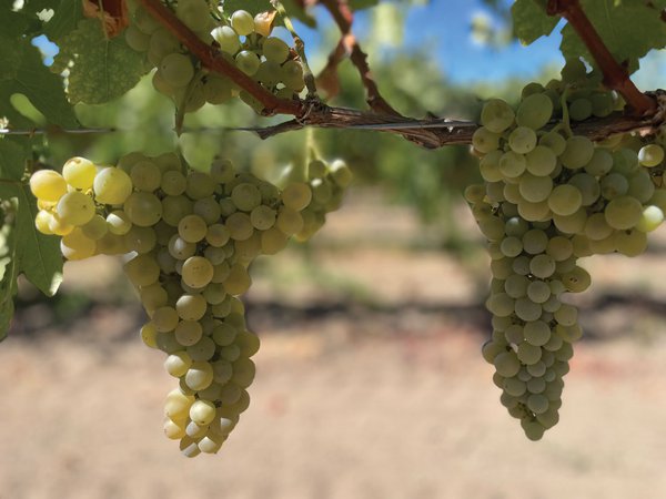 Perlegos Family Wine Co. grapes.jpg